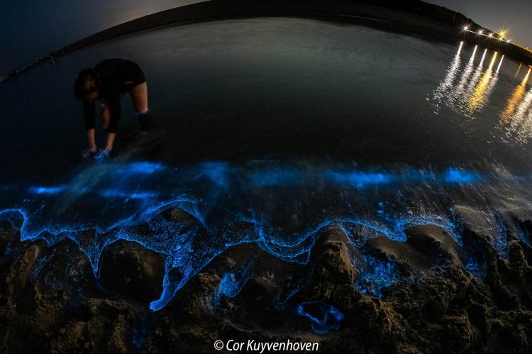 Zeevonk Katwijk aan Zee-uitwatering