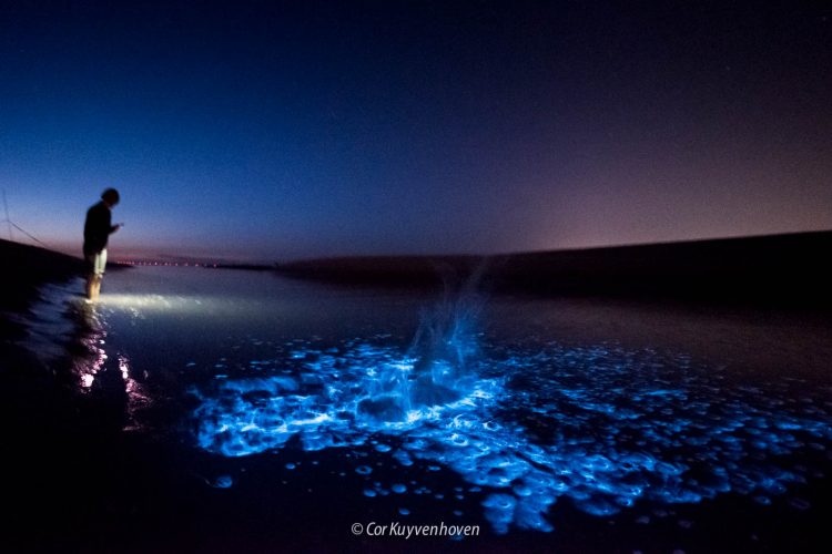 Zeevonk-Katwijk aan zee