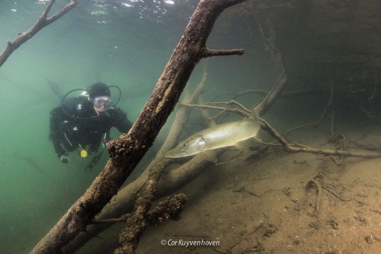 Duiker-snoek-De Beldert-Duiken