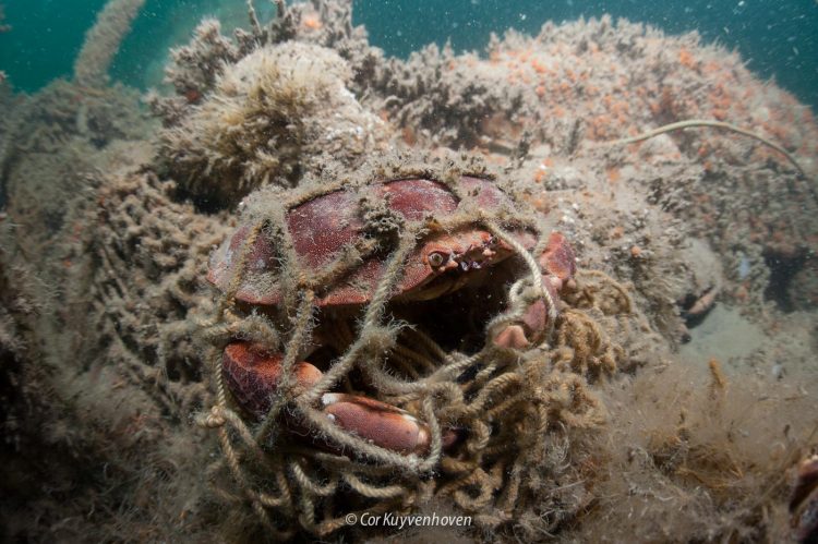 Ghost fishing-Noordzeekrab in visnet Noordzeekrab verstrikt in vissersnet