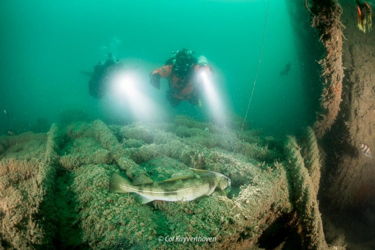 Kabeljauw-spookvissen-Noordzee-verstrikt-vistuig