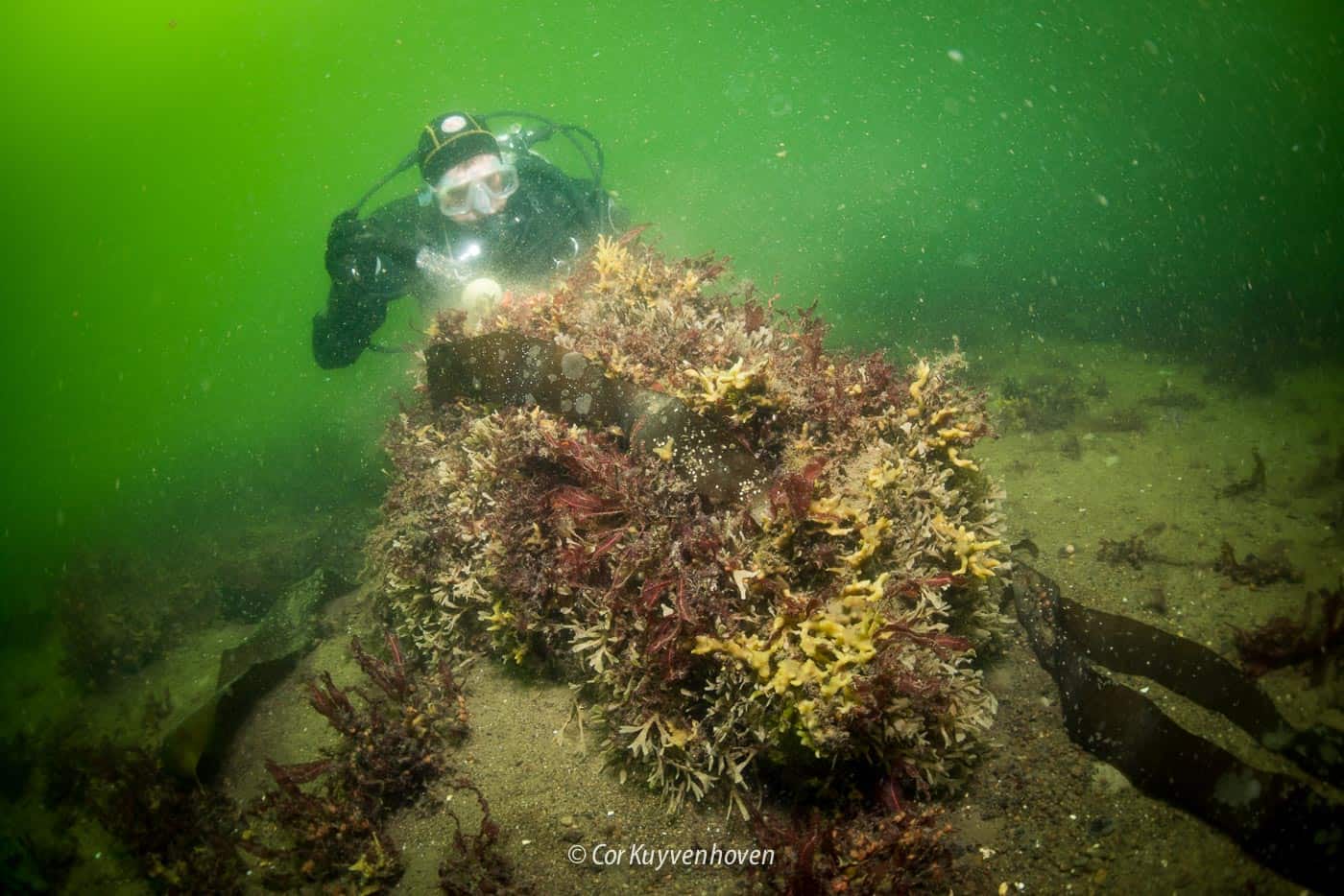 Greenpeace-Oostzee-onderwater Onderwaterfotografie-Greenpeace