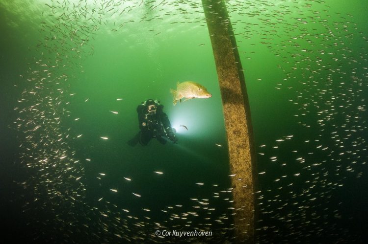 Jagende snoek met duiker