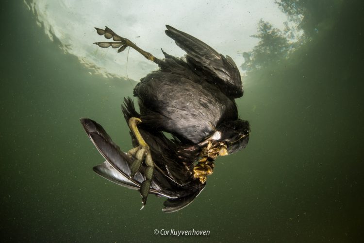 Meerkoet verstrikt in vislijn