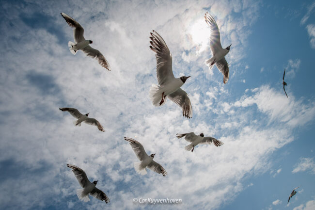 meeuwen in de lucht