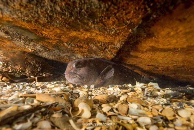 Zeewolf bij wrak in de Noordzee