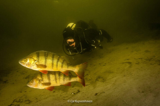 Freek Vonk met baarzen in de Vinkeveense plassen