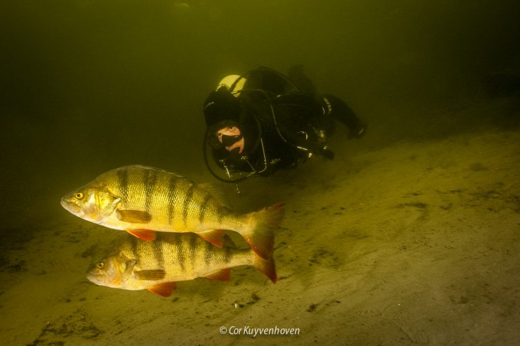 Freek Vonk met baarzen in de Vinkeveense plassen