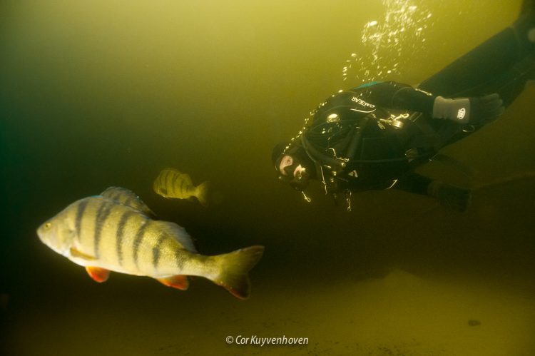Freek Vonk onderwater in de Vinkeveense plassen