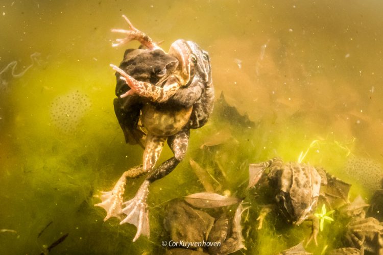 parende padden in een sloot
