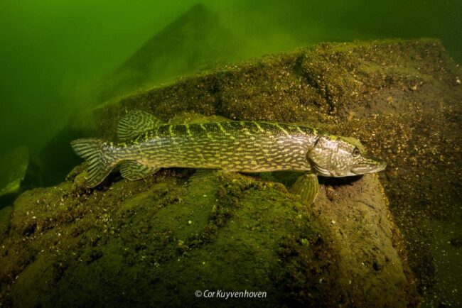 Snoek aan het wachten op een prooi