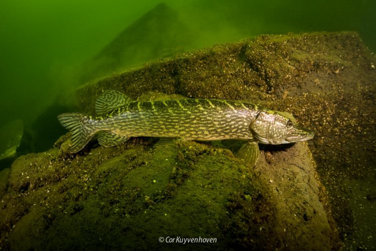 Snoek aan het wachten op een prooi