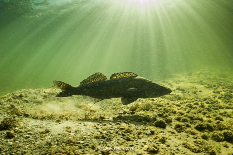Snoekbaars in het Haarlemmermeerse bos