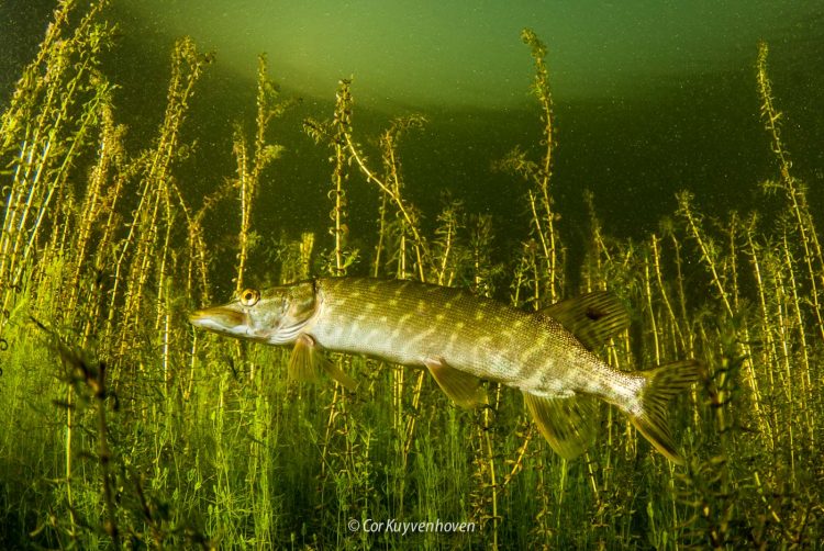 snoek tussen de waterplanten
