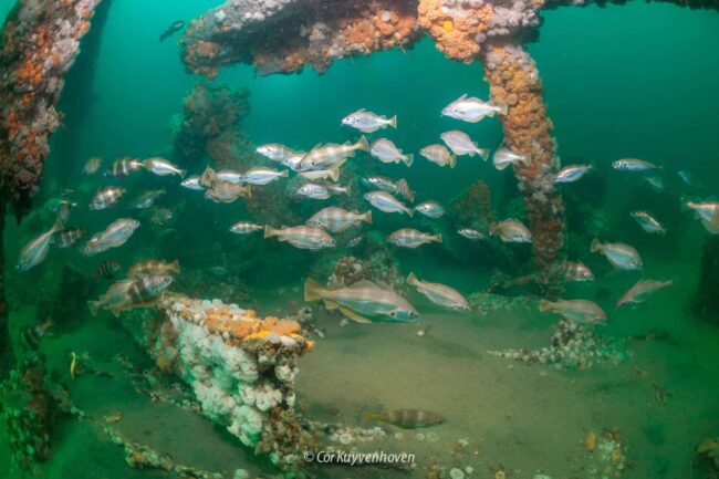 HMS Aboukir voor de kust van Scheveningen