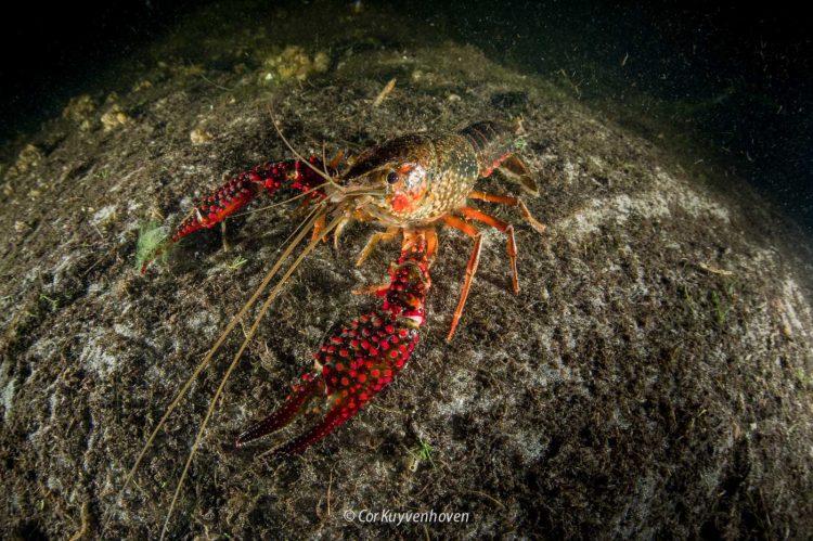 Amerikaanse rivierkreeft in de Vinkeveense plassen