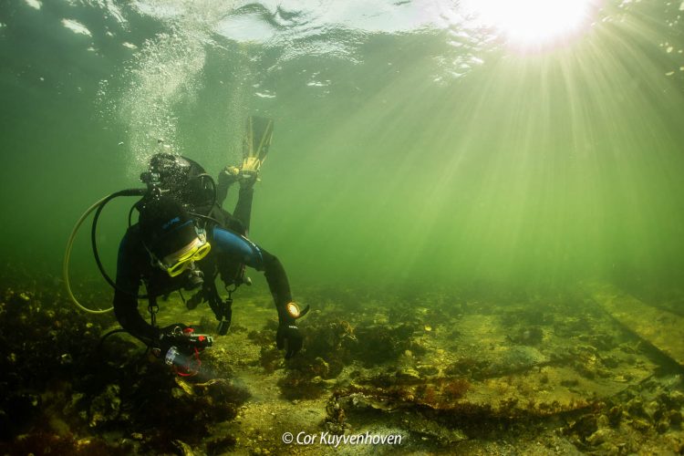 Duiker met tegenlicht in het Grevelingen Meer