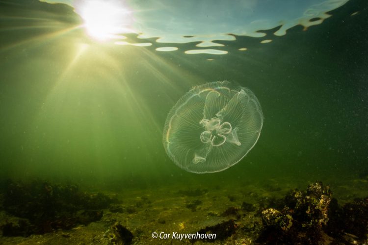 Oorkwal in het Grevelingen Meer