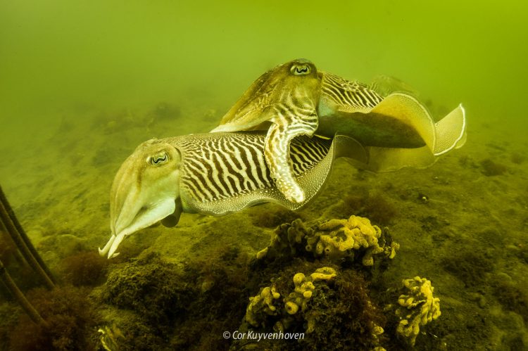 Sepia's in de Oosterschelde
