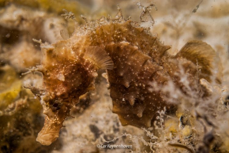 Zeepaardje onderwater in Zeeland