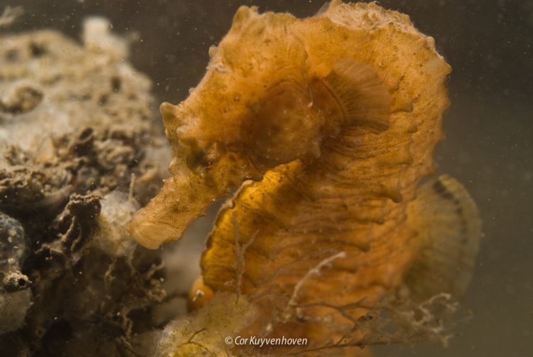 Zeepaardje in de Oosterschelde