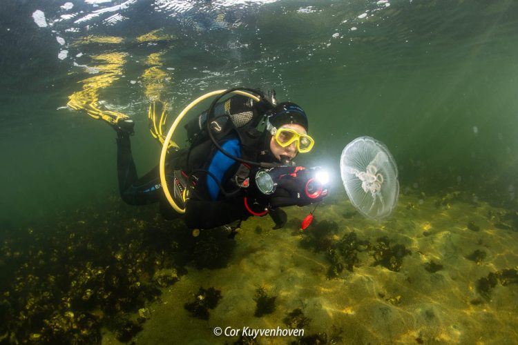 Duiker met oorkwal in Grevelingen meer