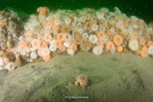 Heremietkreeft-zeeanjelieren-Noordzee
