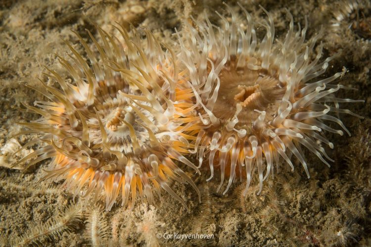 Slibanemoon-Noordzee