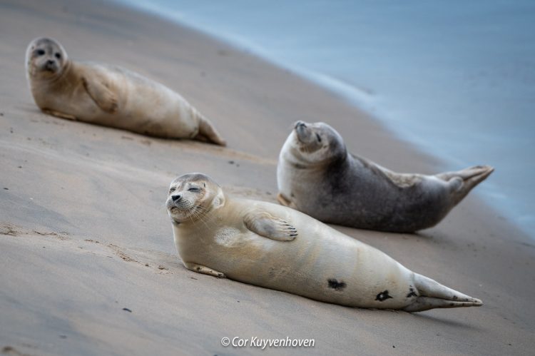 Zeehonden op het Noordzeestrand