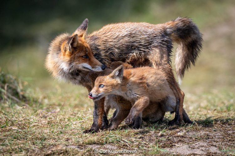 Moeder vos, moer met welp
